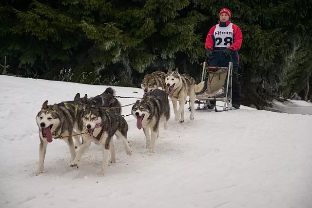 Oblíbené psí sporty: mushing – psí spřežení je zábava i adrenalin. Vše co potřebujete je dokonale vycvičený pes a dobrodružný duch!