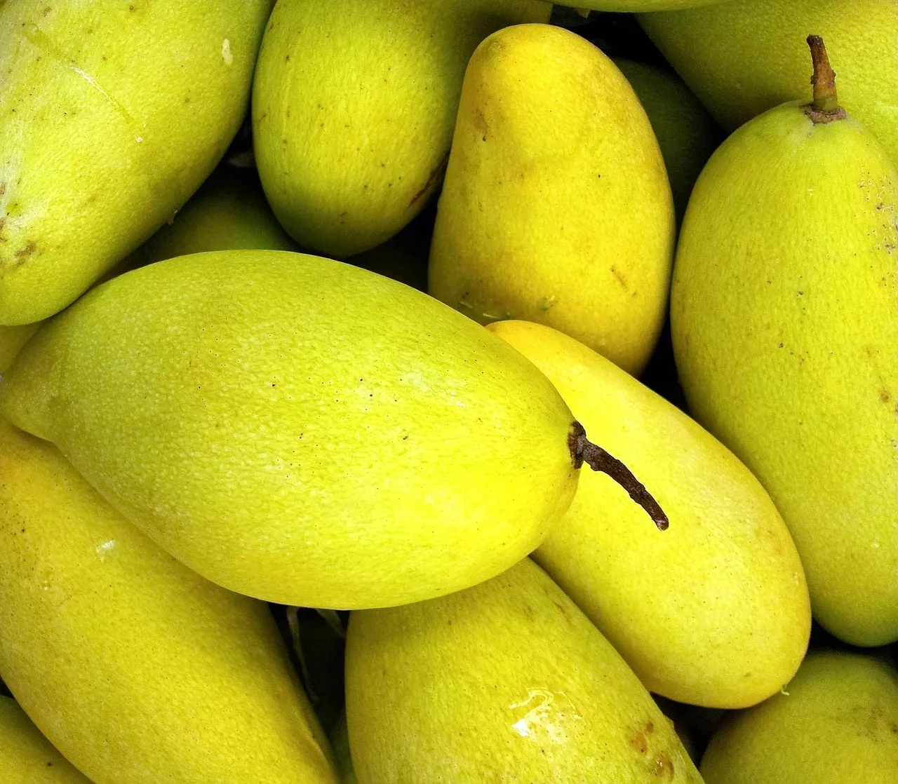 Mango