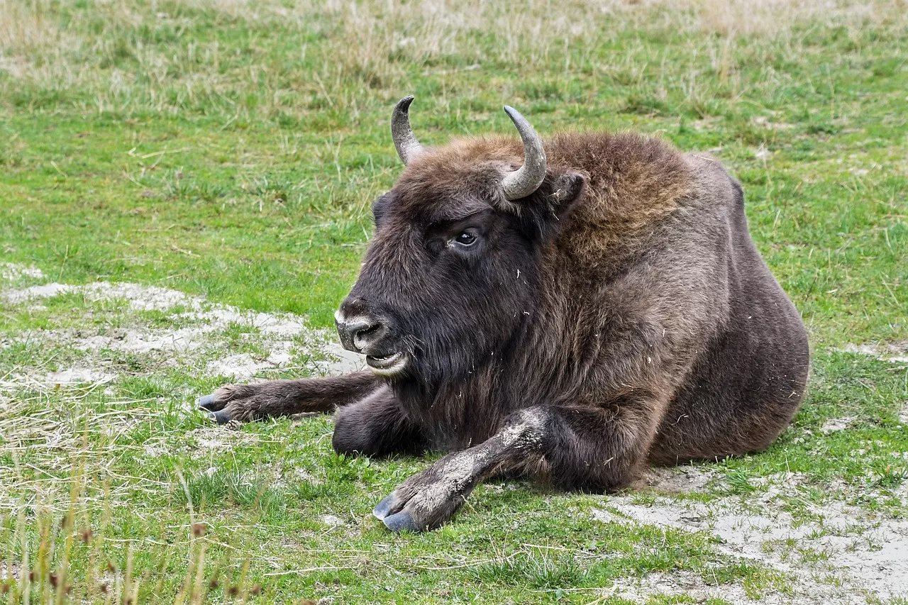 Bizoni v ČR a jejich chov. Kolik jich u nás žije?