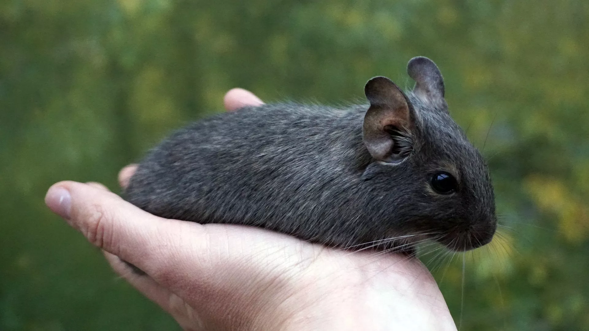 Osmák degu je chytrý hlodavec. Na co myslet, než si ho pořídíte?