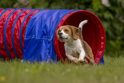 Agility – sport, který zabaví vašeho pejska i vás