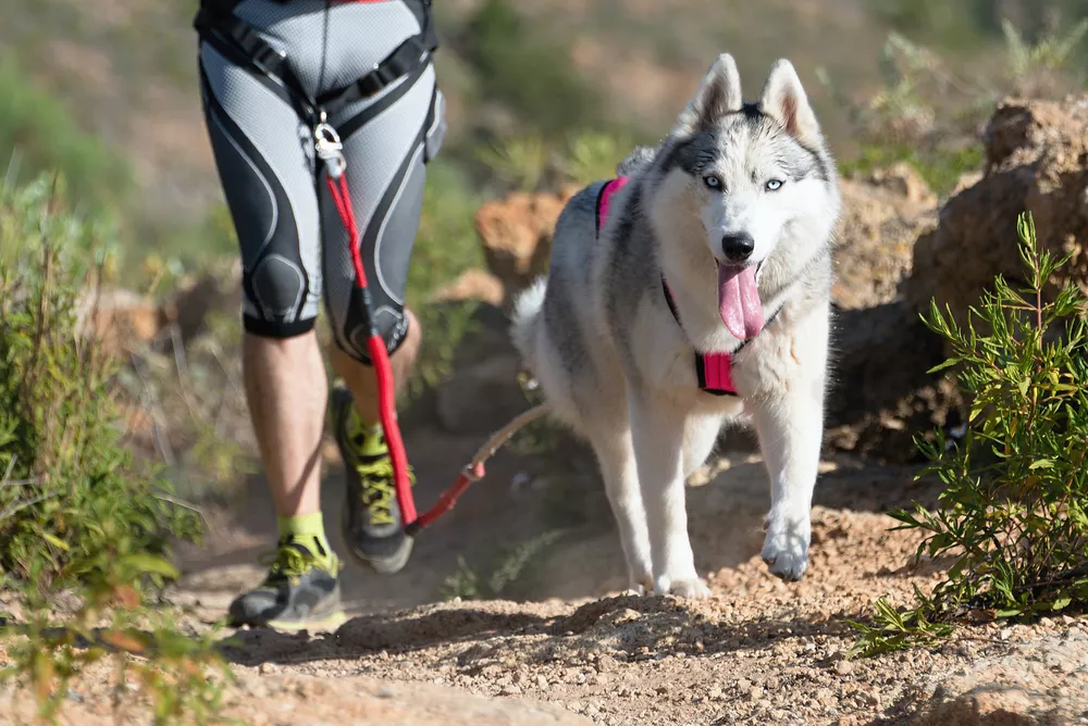 Dogtrekking a canicross jsou oblíbené psí sporty, které vylepší dokonce i vaši fyzičku