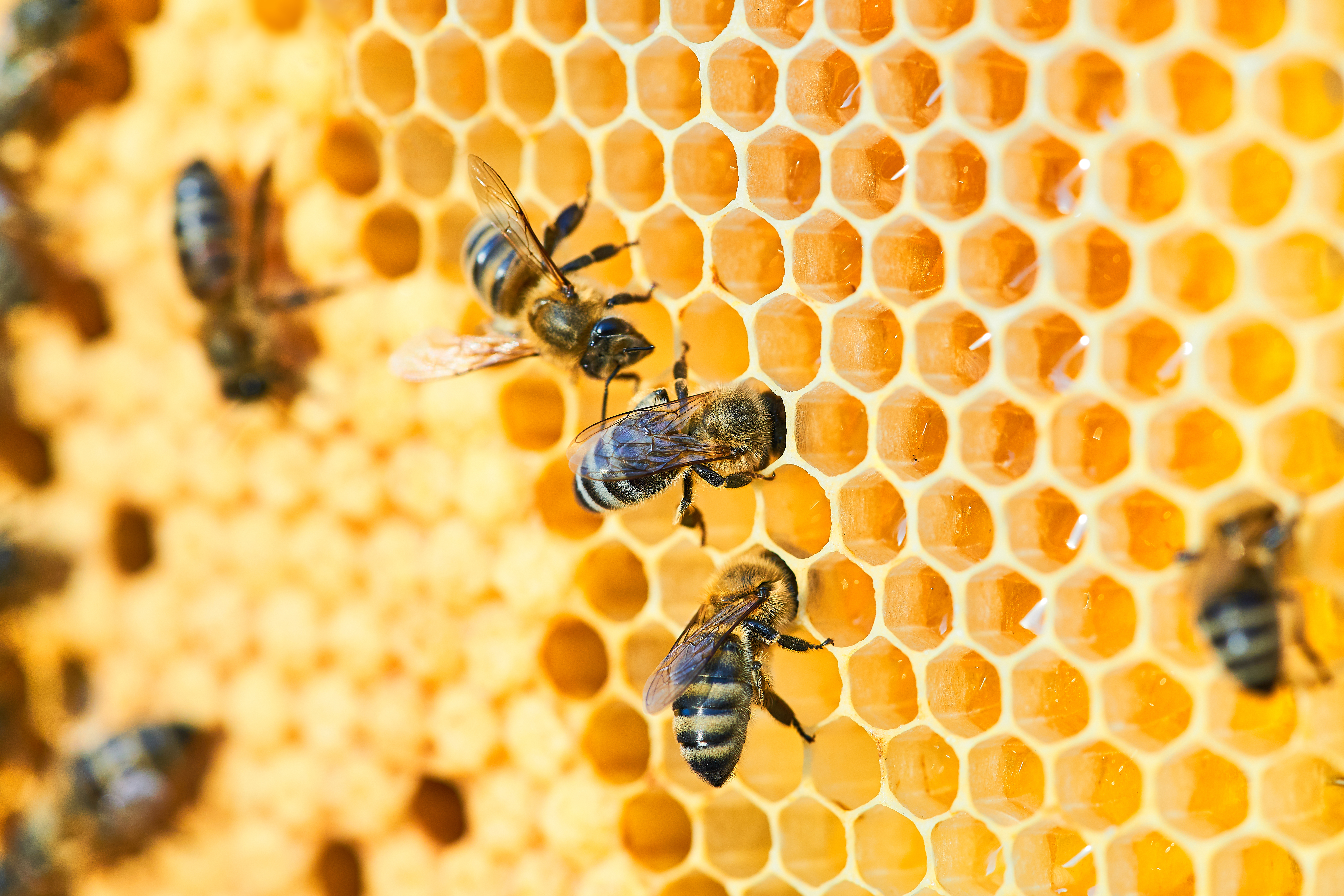 Věděli jste, že jedna včela vyprodukuje za celý svůj život jen 9 gramů medu?